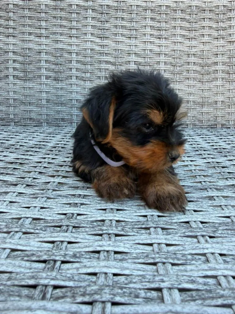 Beautiful Yorkshire terrier puppies