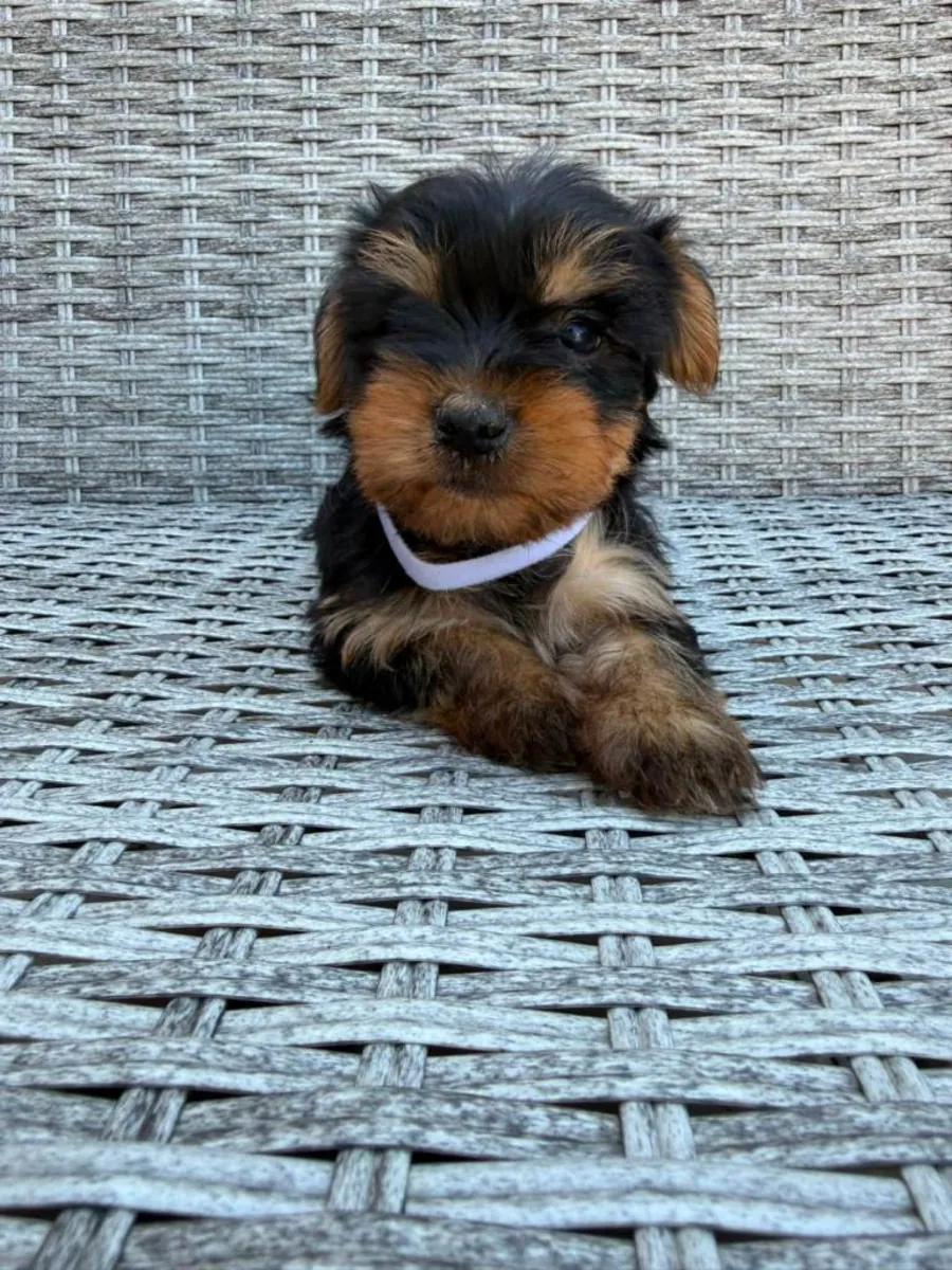 Beautiful Yorkshire terrier puppies