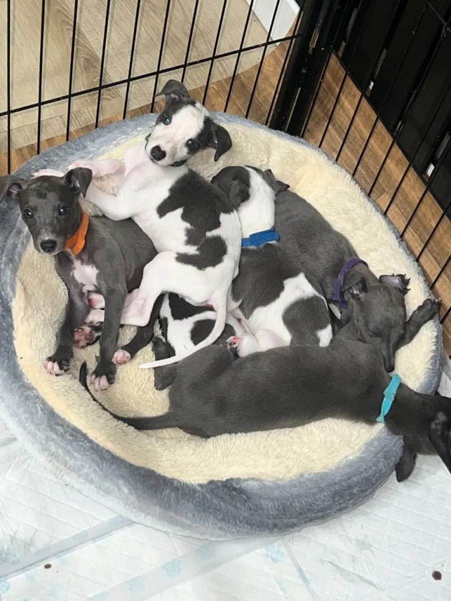 çarpıcı whippet Yavruları