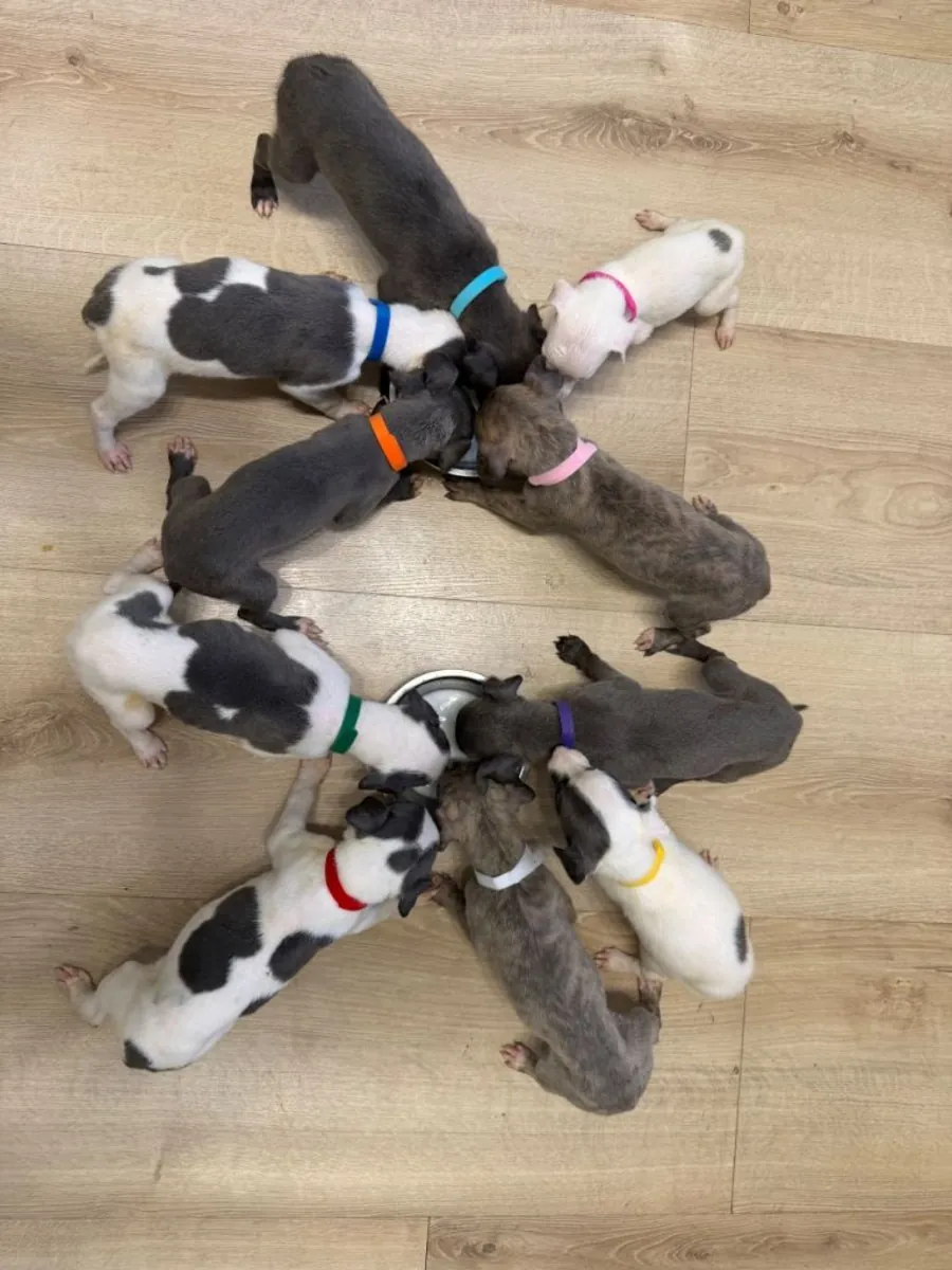 çarpıcı whippet Yavruları