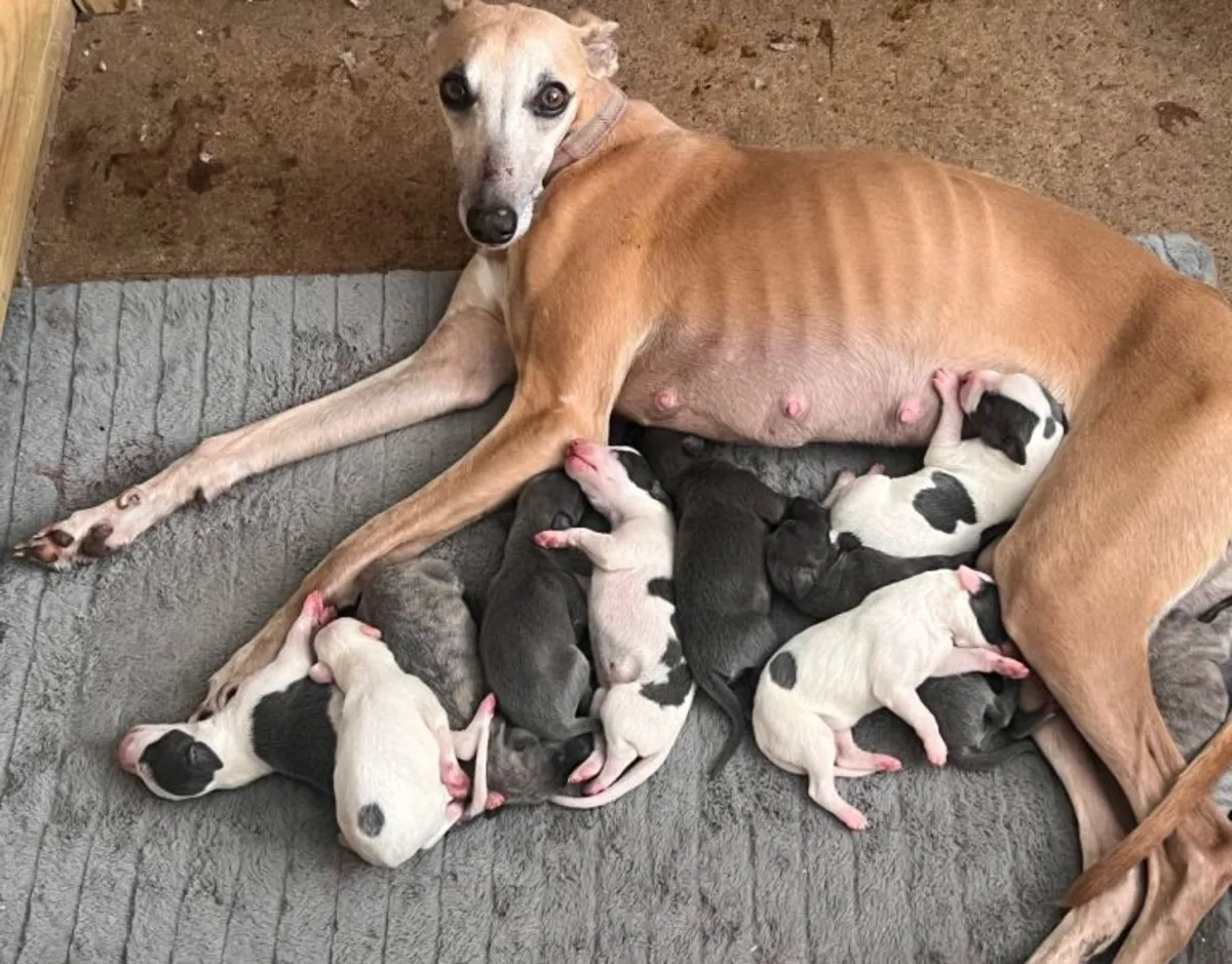 çarpıcı whippet Yavruları