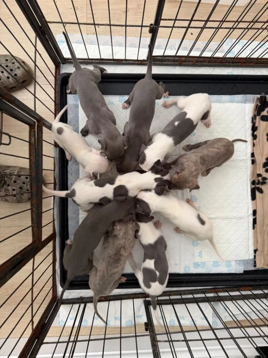 çarpıcı whippet Yavruları