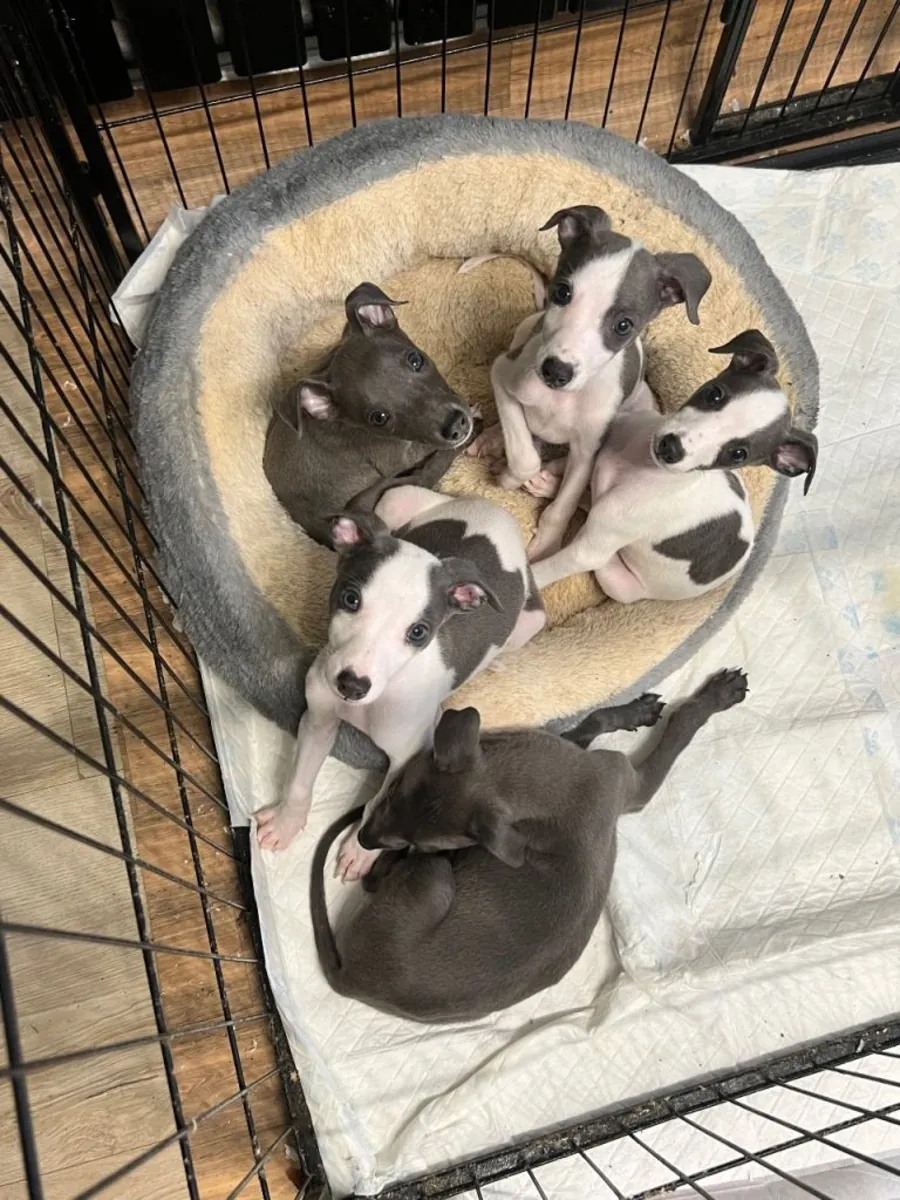 çarpıcı whippet Yavruları