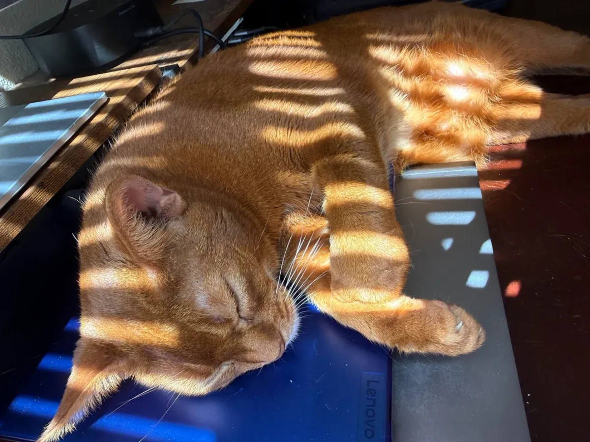 Abyssinian kedi biraz hareketli