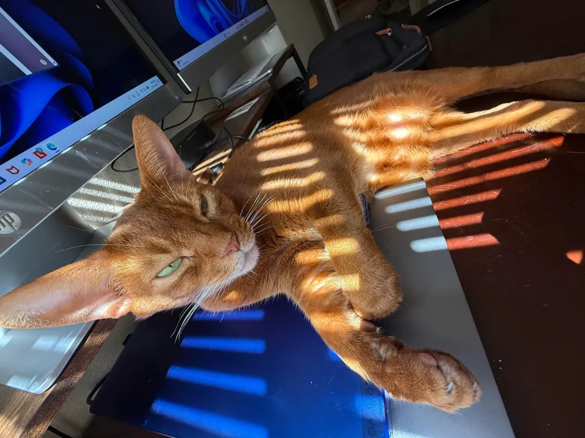 Abyssinian kedi biraz hareketli