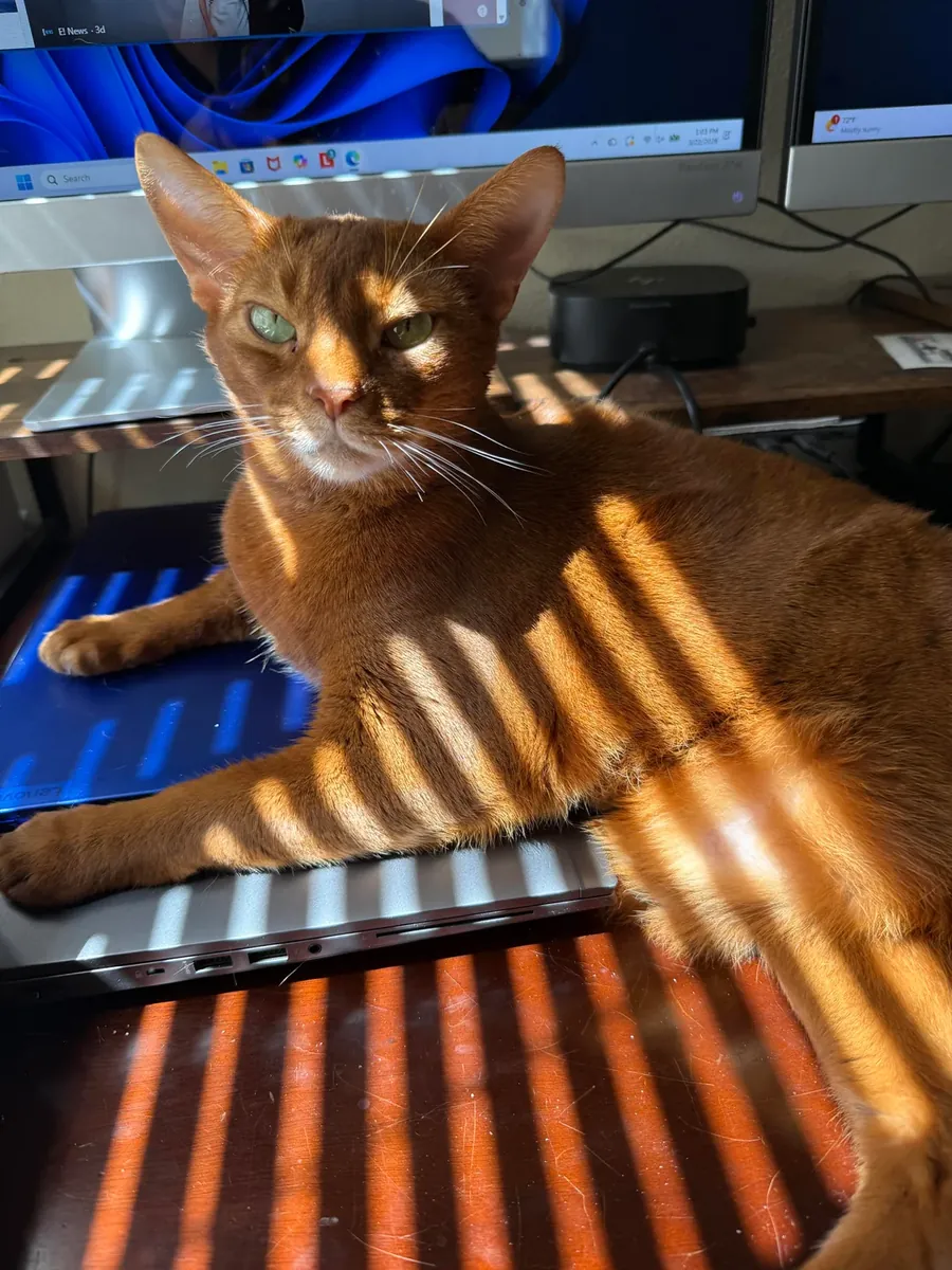 Abyssinian kedi biraz hareketli