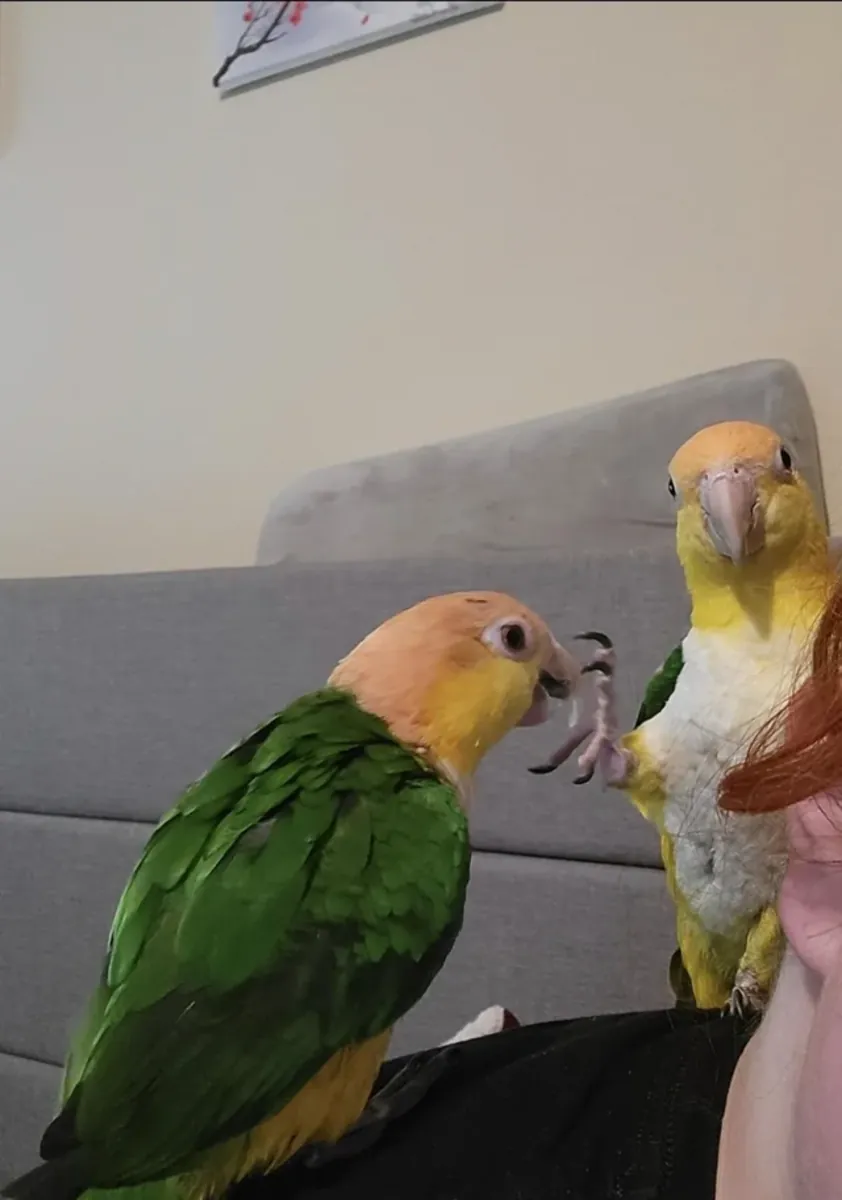 Caique papağanı fiyat görüşülür