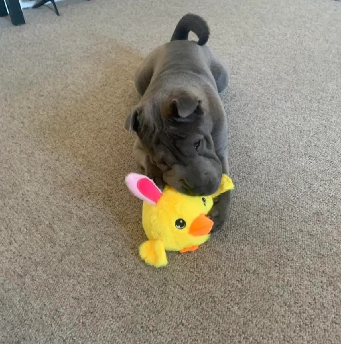 Shar pei sahiplendirme