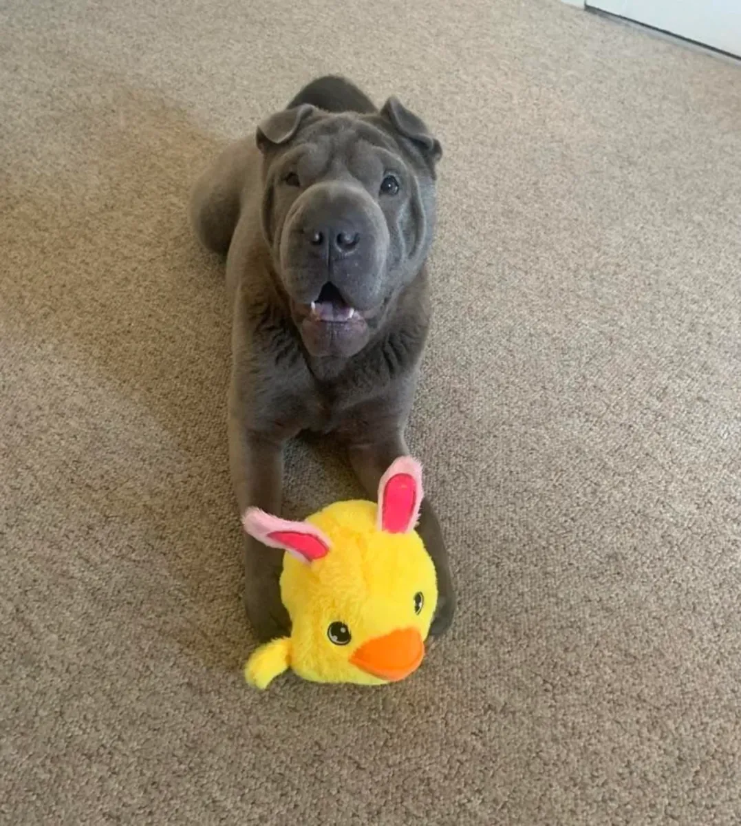 Shar pei sahiplendirme