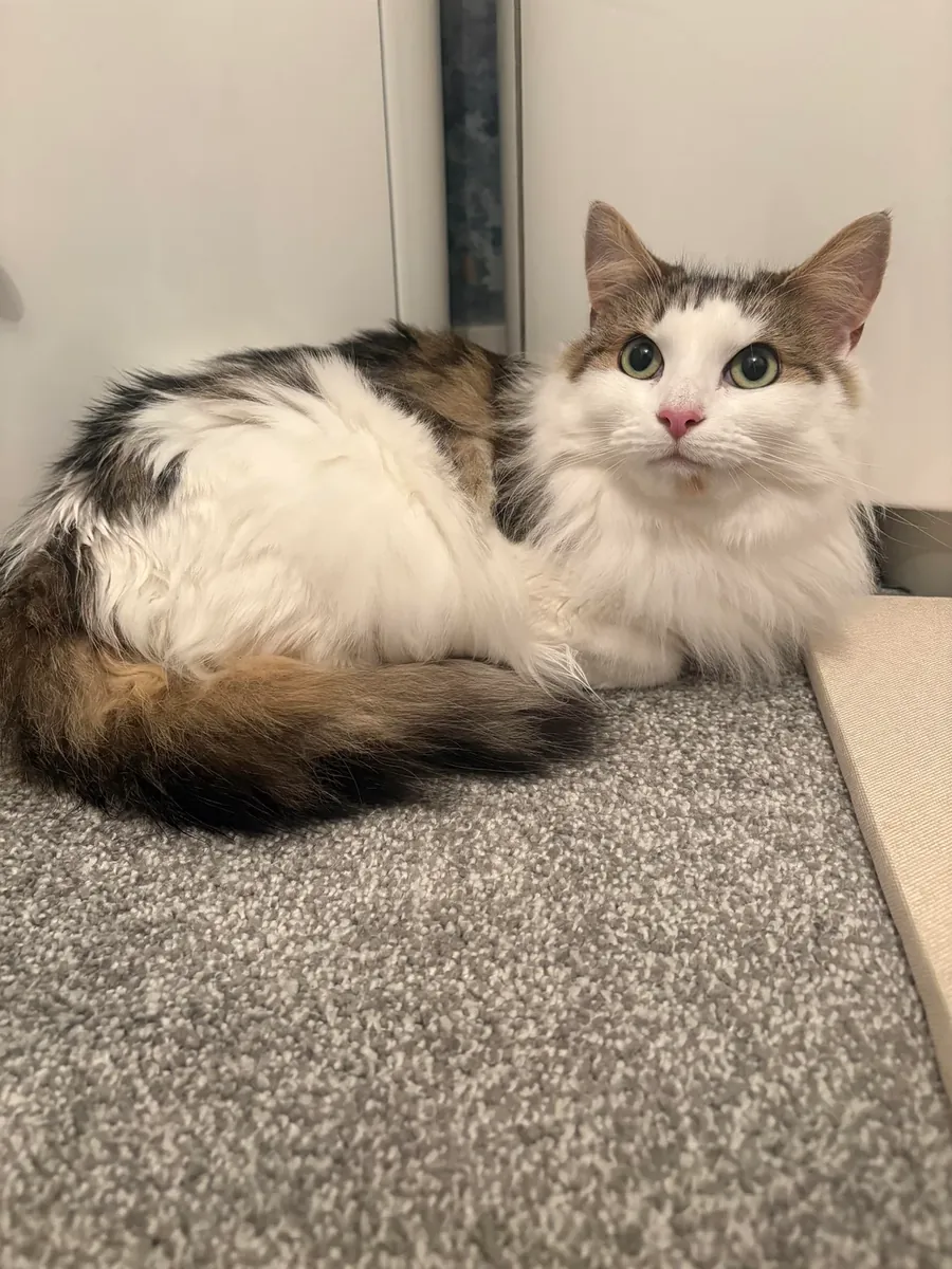 Norveç orman kedisi sahiplendirme