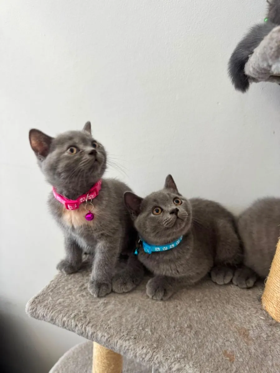  British shorthair  kittens