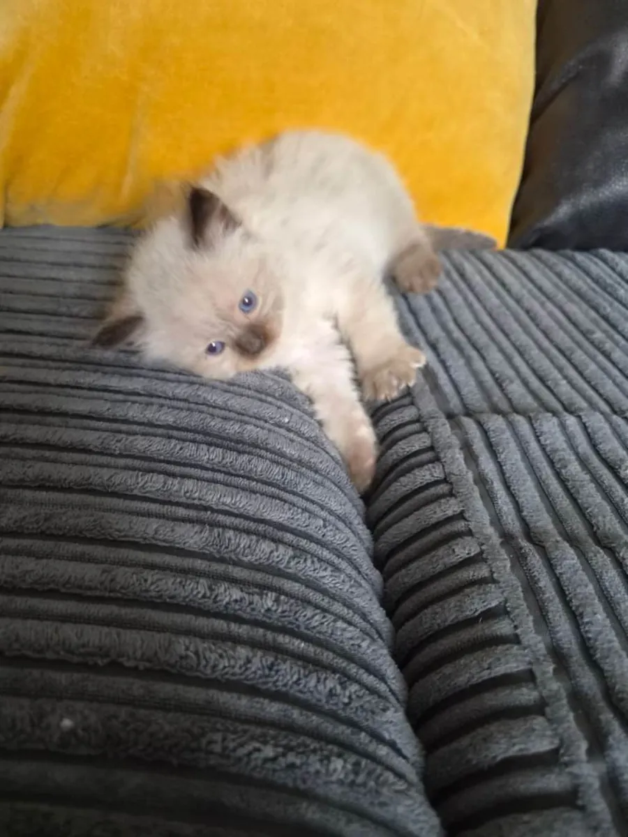 Ragdol kittens  Fluffy lovely purebred 