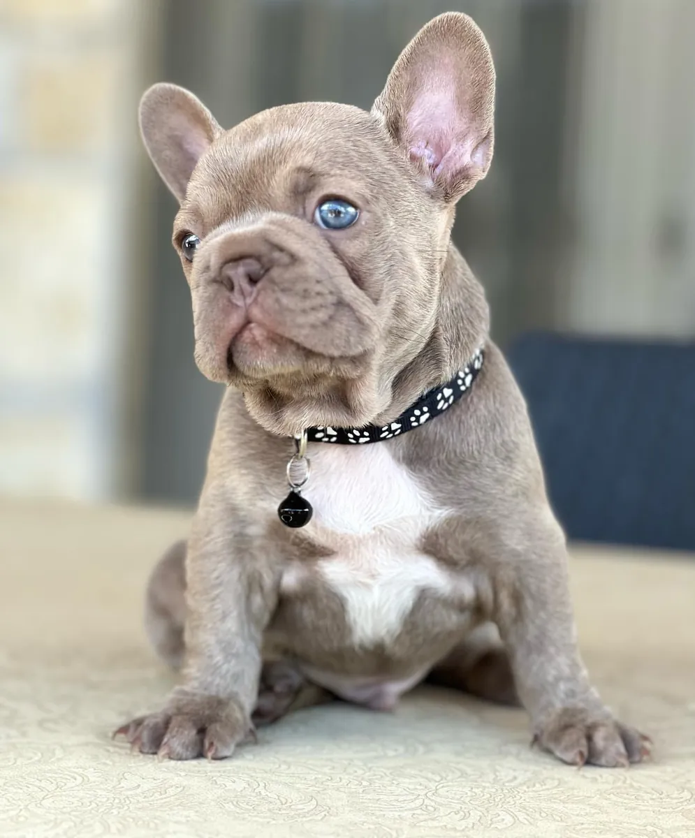 French Bulldog Puppies.