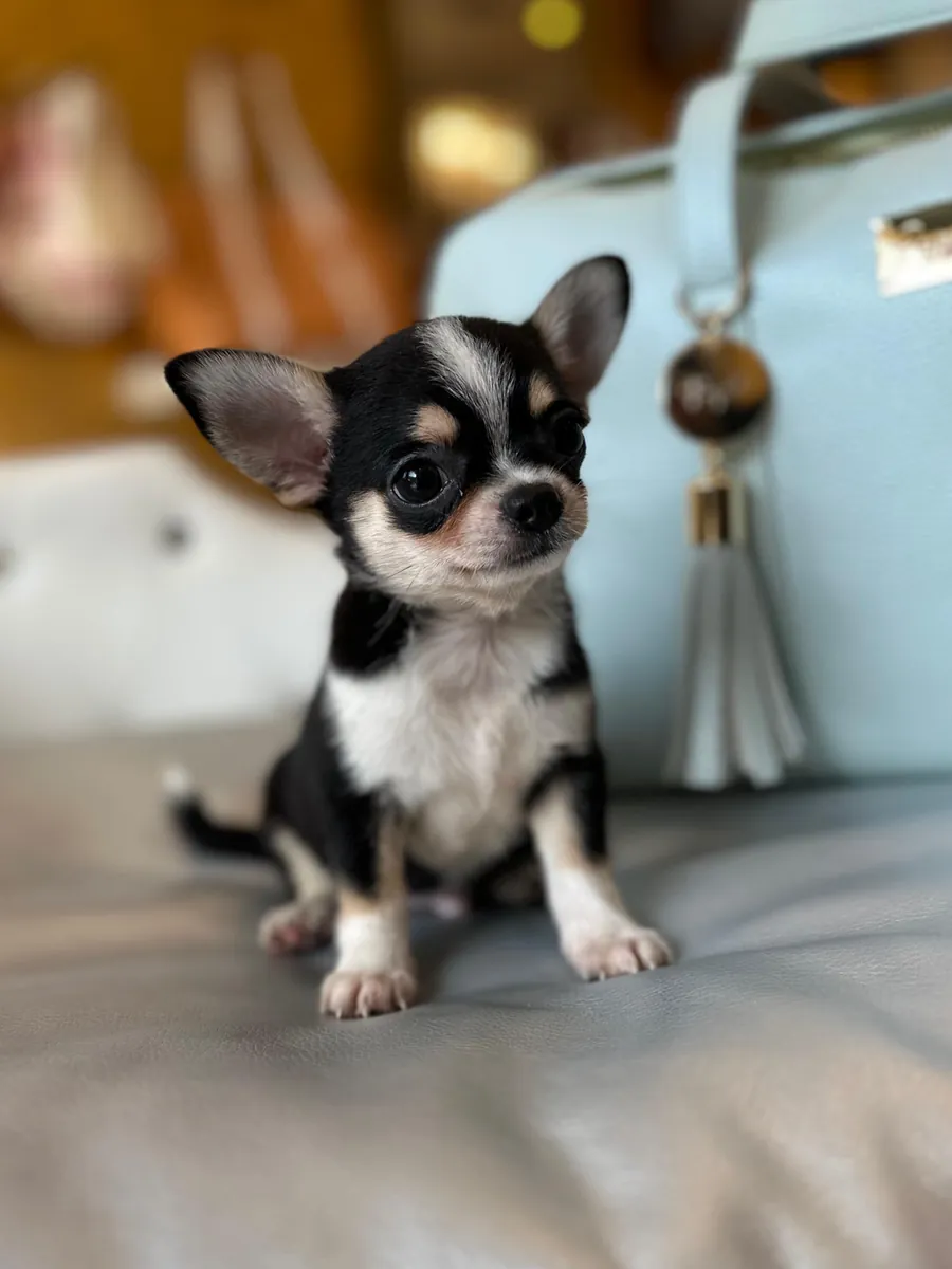 Female chihuahua