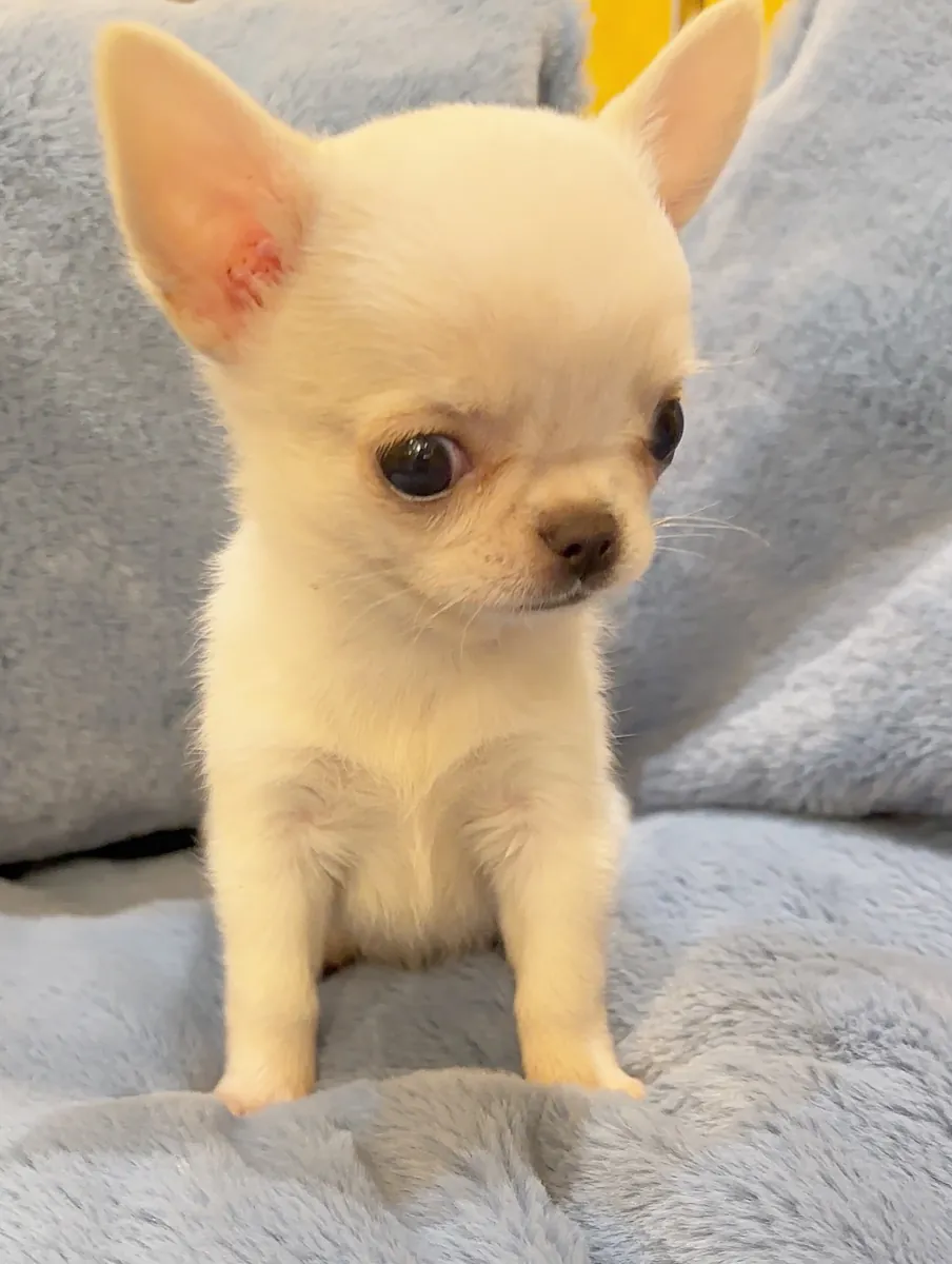 GIFT Chihuahua Puppies