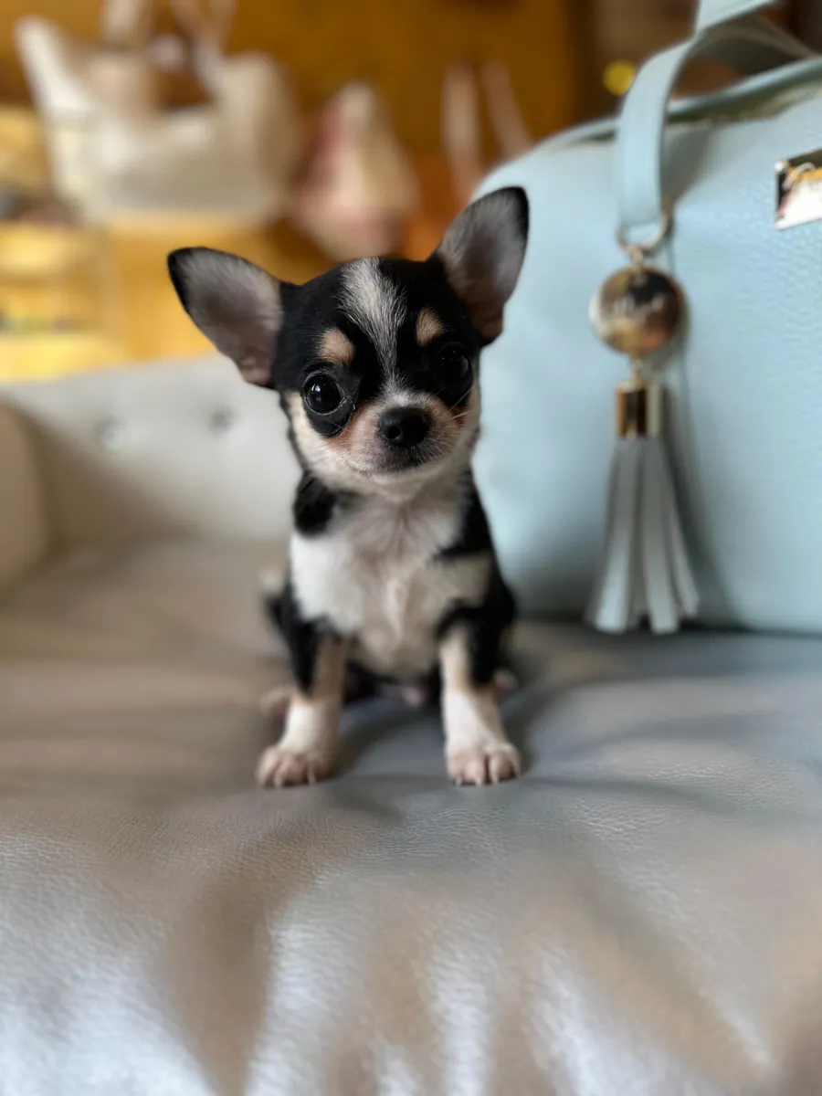 GIFT Chihuahua Puppies