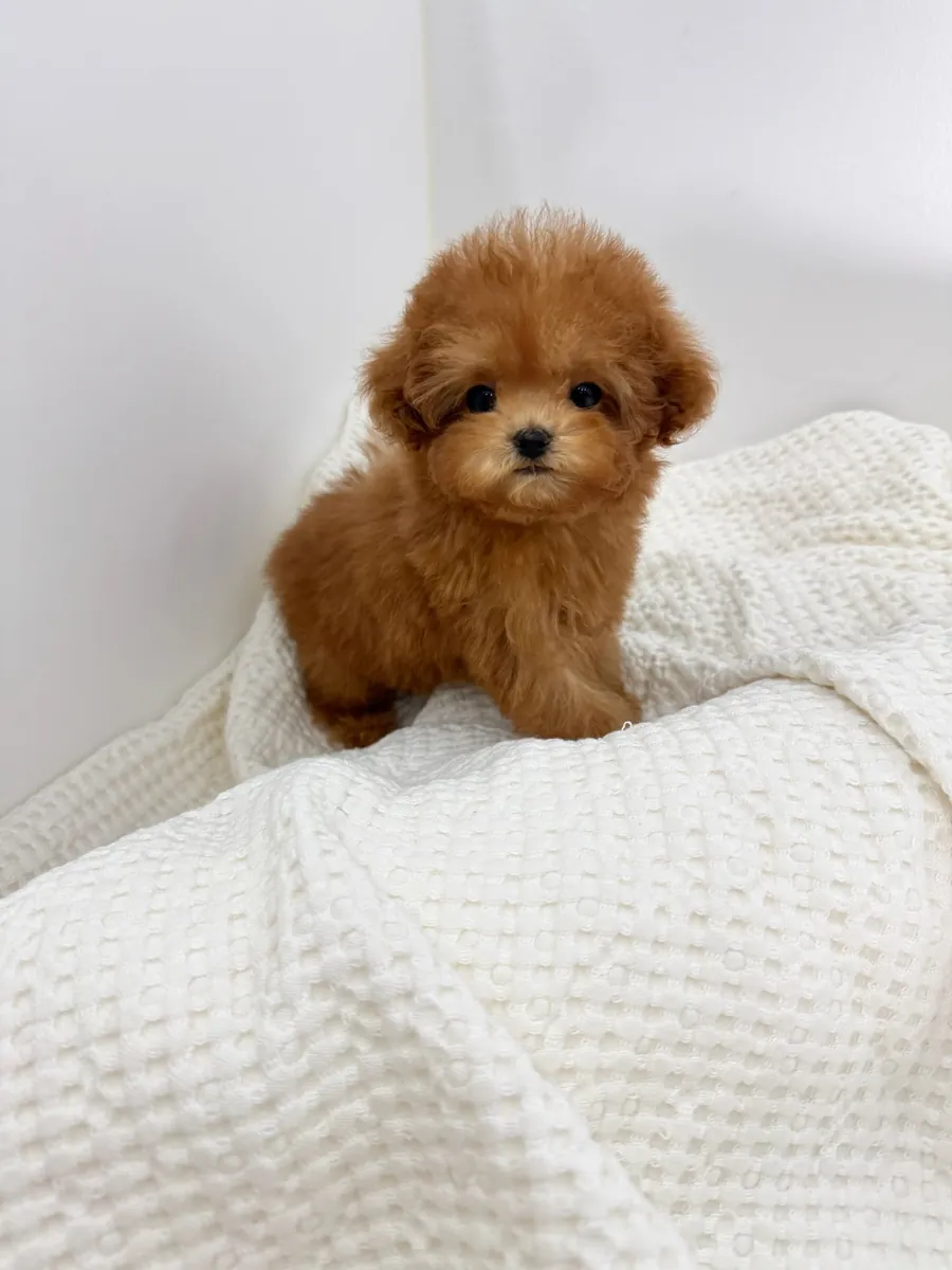 Female Maltipoo available!!!