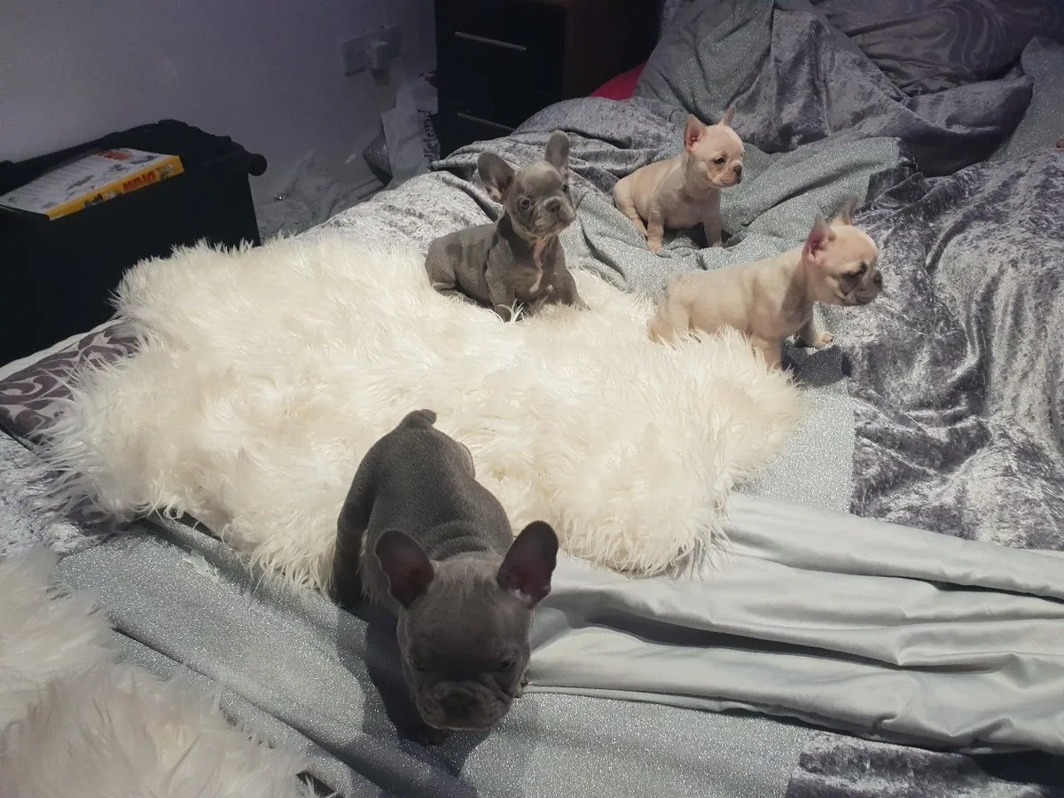 French bull dog puppies
