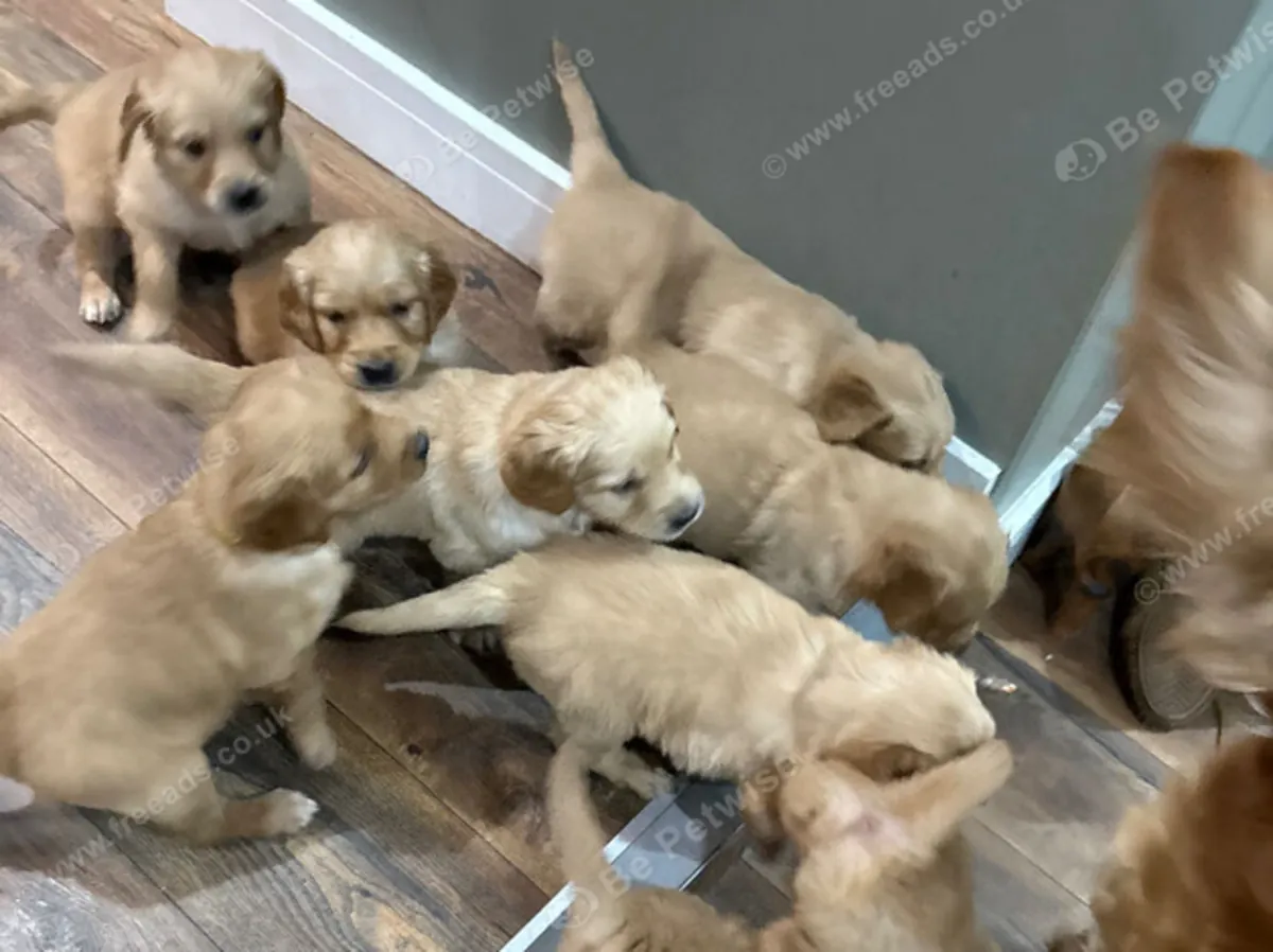 Stunning golden retriever puppies for sale