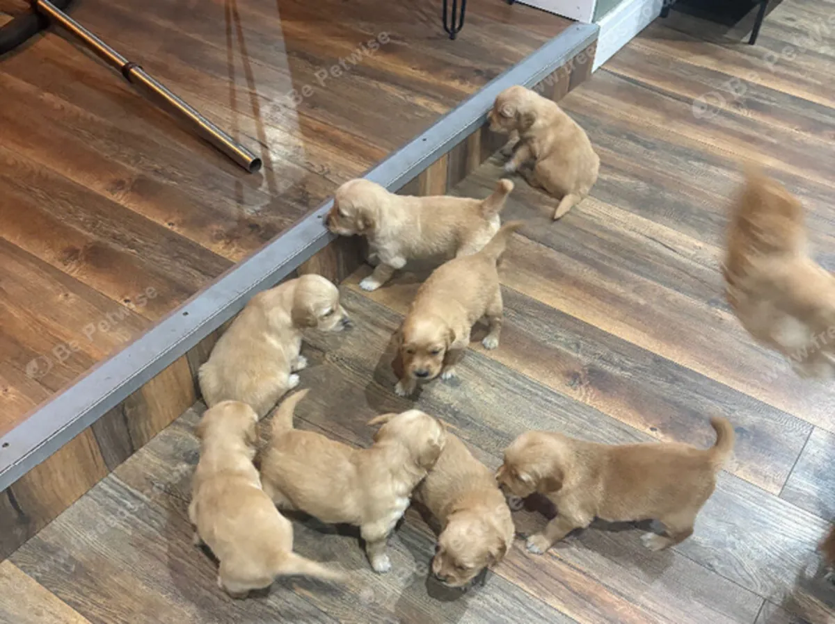 Stunning golden retriever puppies for sale