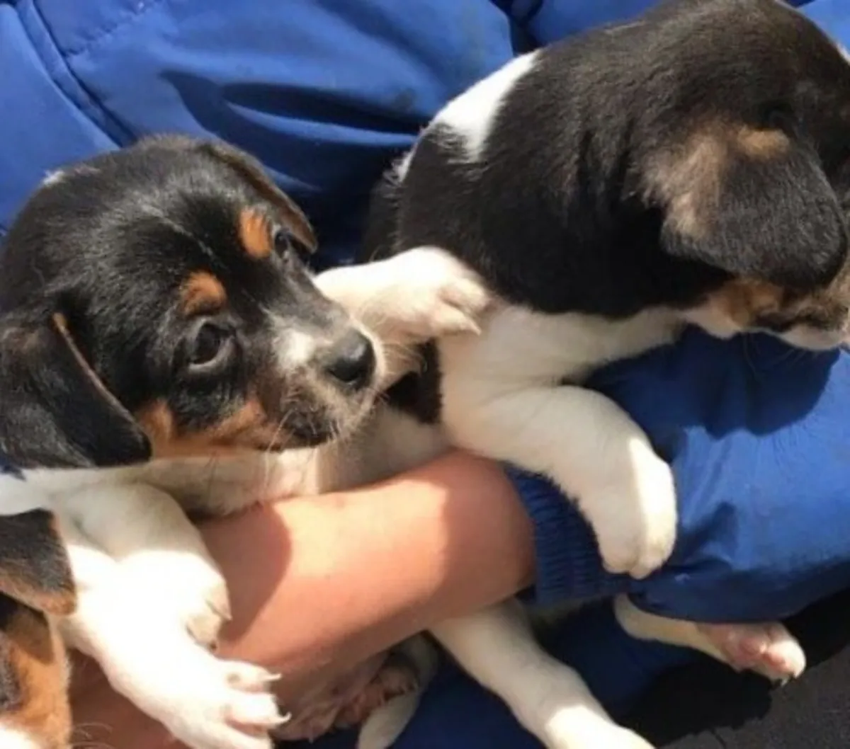 Jack russel pupppies