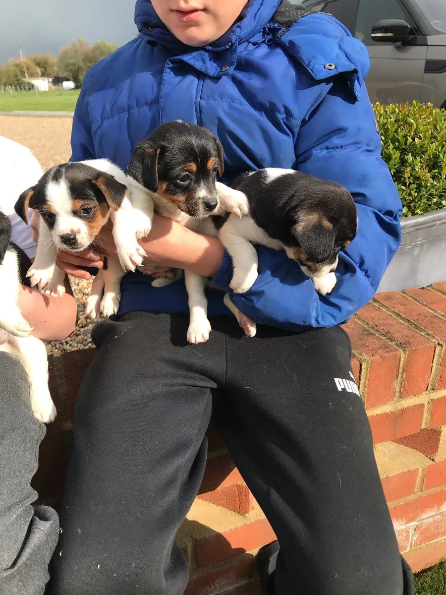 Jack russel pupppies