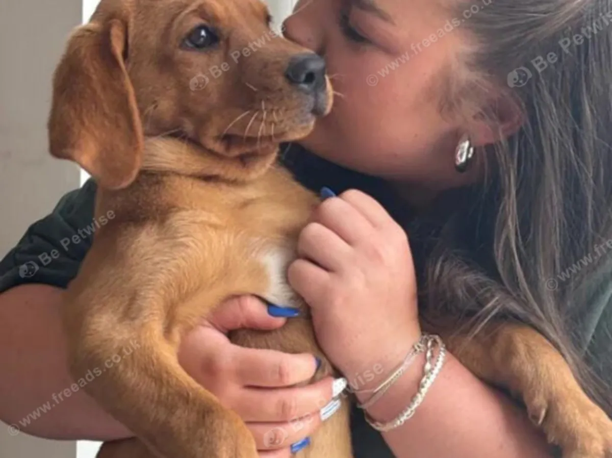 Labrador puppies for sale 