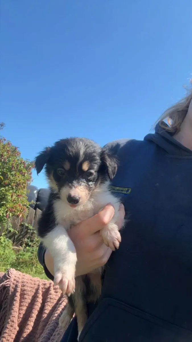 Border Collie Puppies
