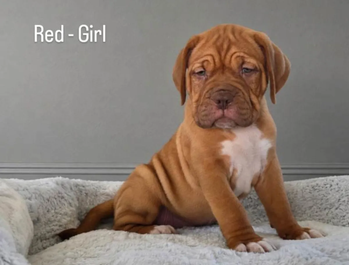Beautiful Bordeaux Mastiff Puppies
