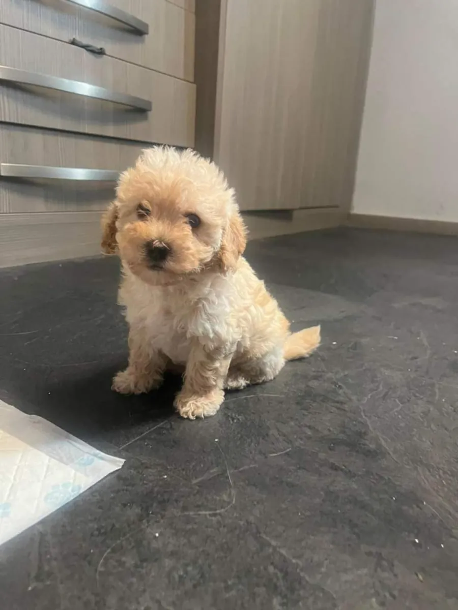 卡瓦普雄幼犬