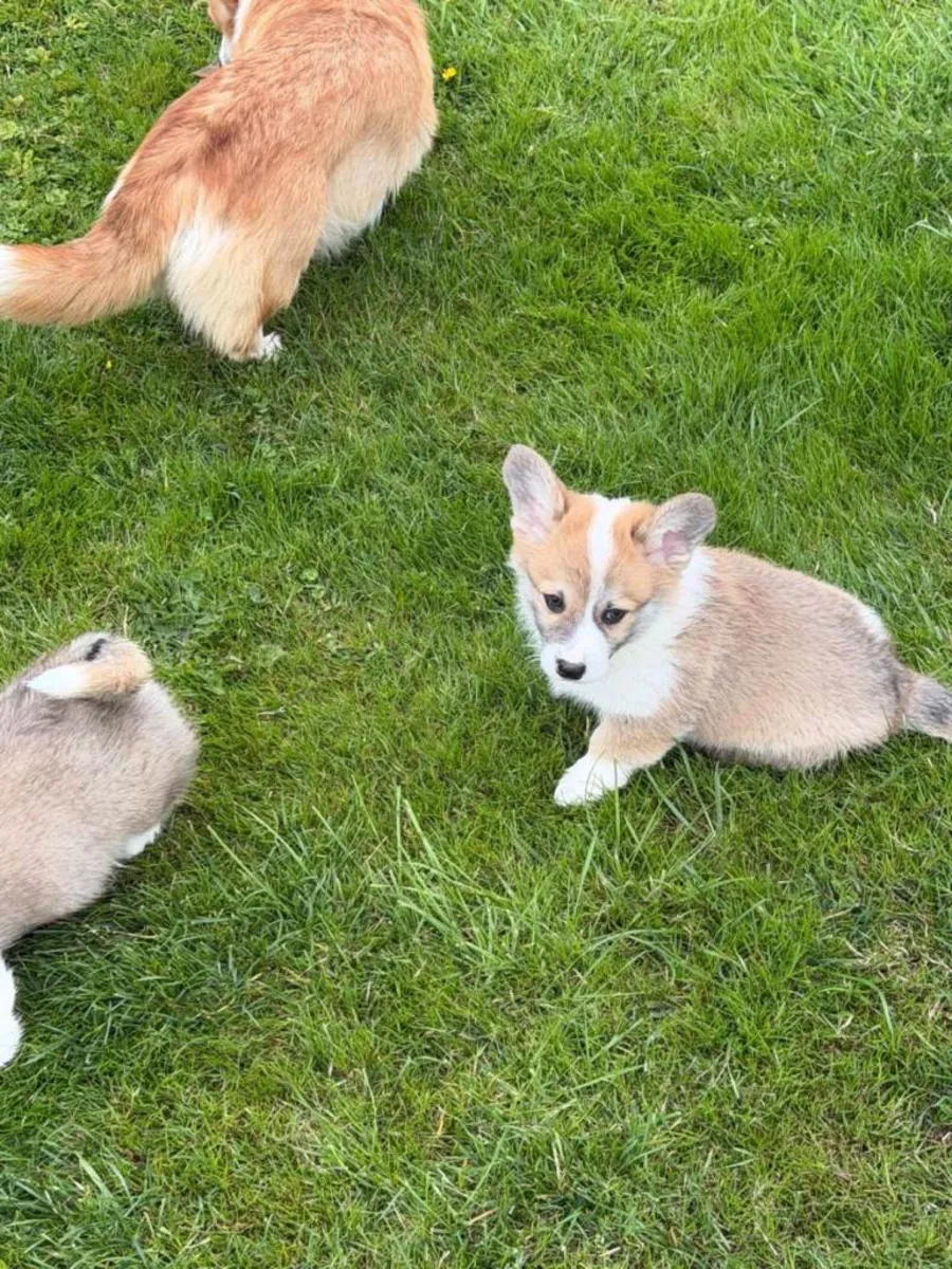 Pembroke Welsh Corgi Puppies