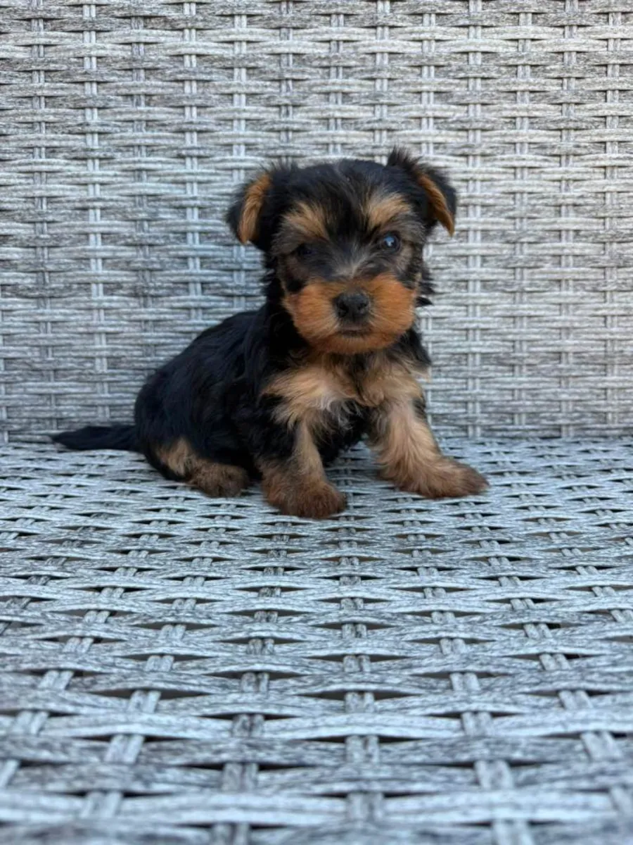Preciosos cachorros de Yorkshire Terrier
