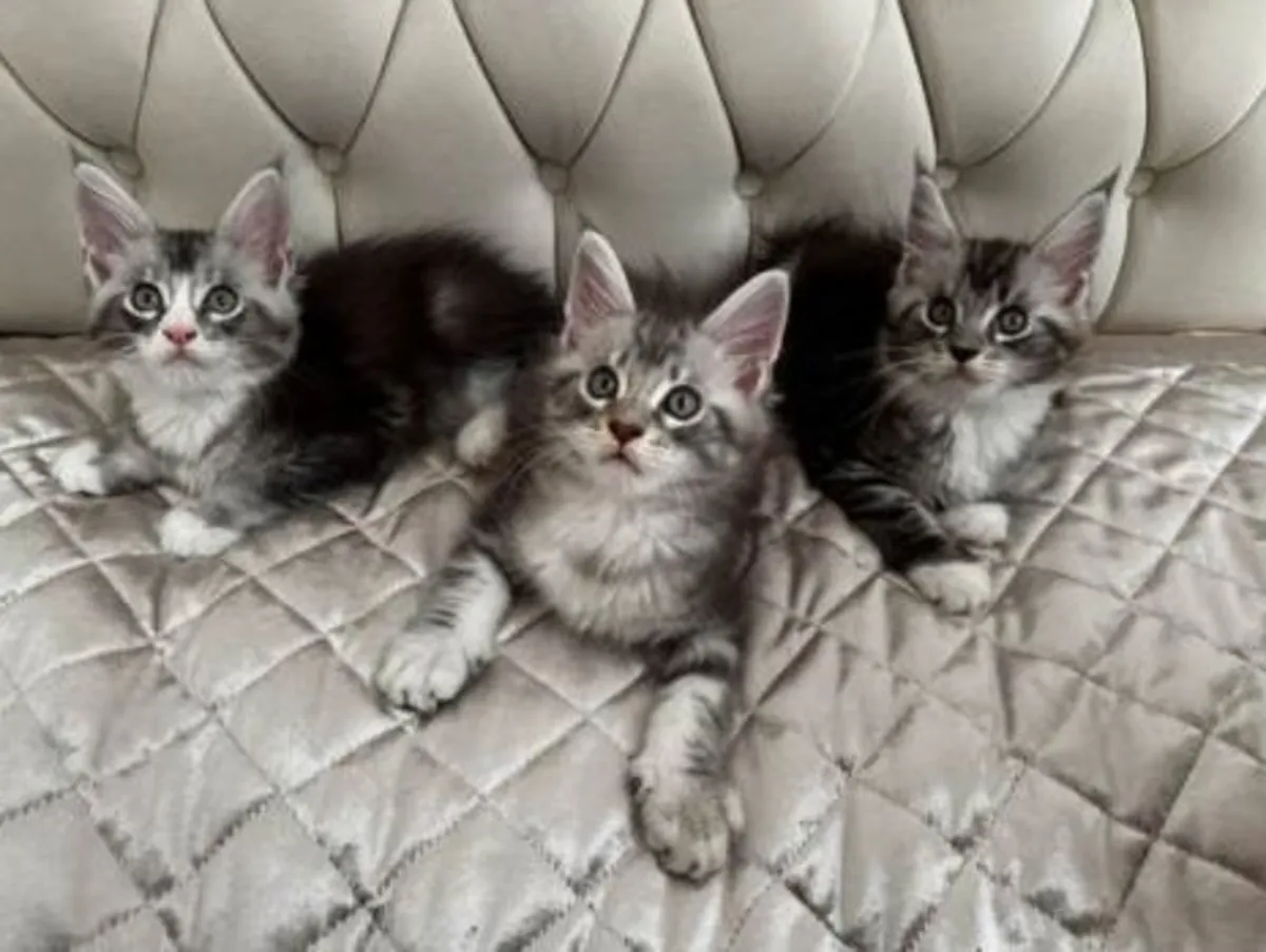 Maine Coon Kittens