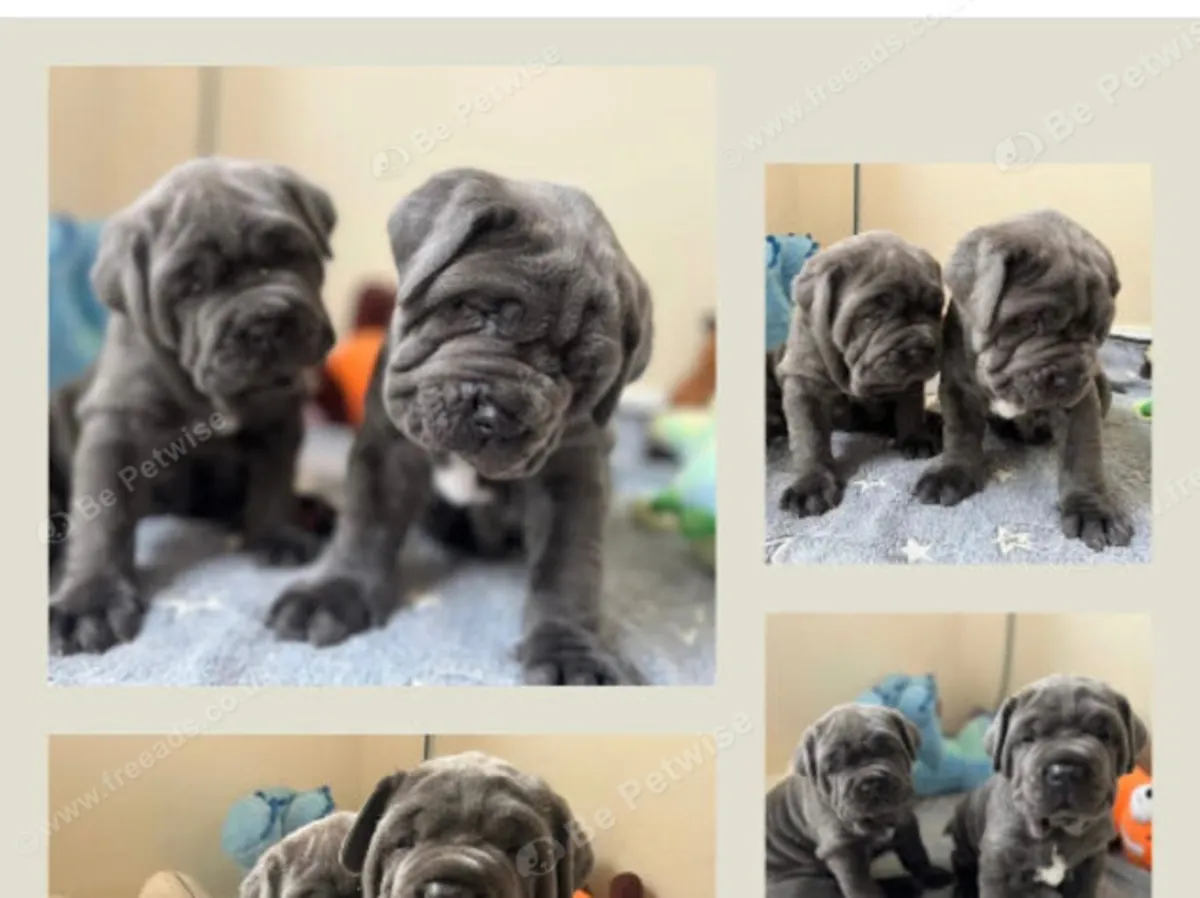 Beautiful Neapolitan masstiff puppy’s