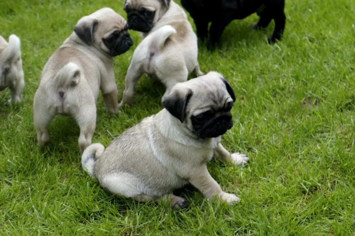 3 beautiful pugs