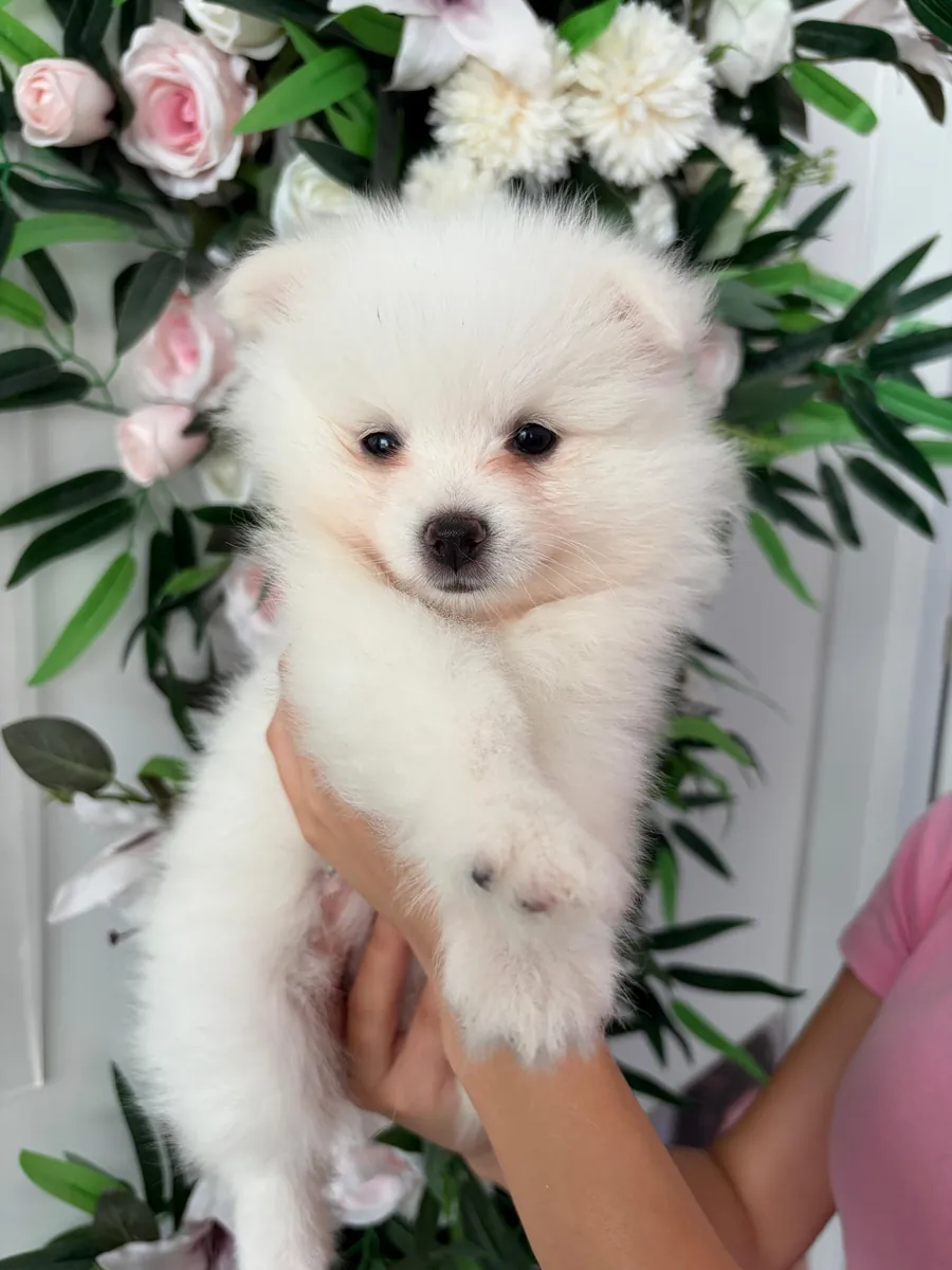 The sweetest Pomeranian puppies in the world 🐶🐾