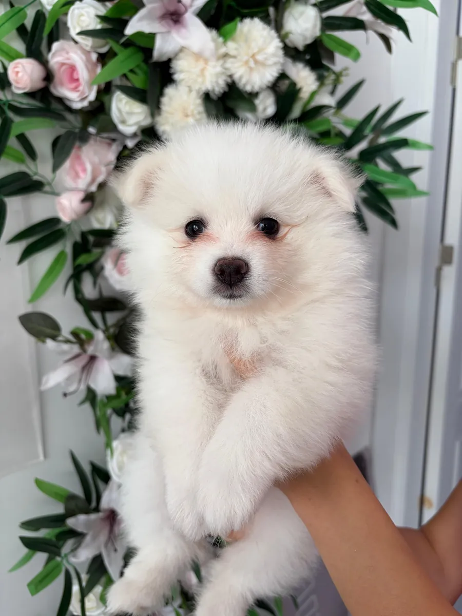 The sweetest Pomeranian puppies in the world 🐶🐾