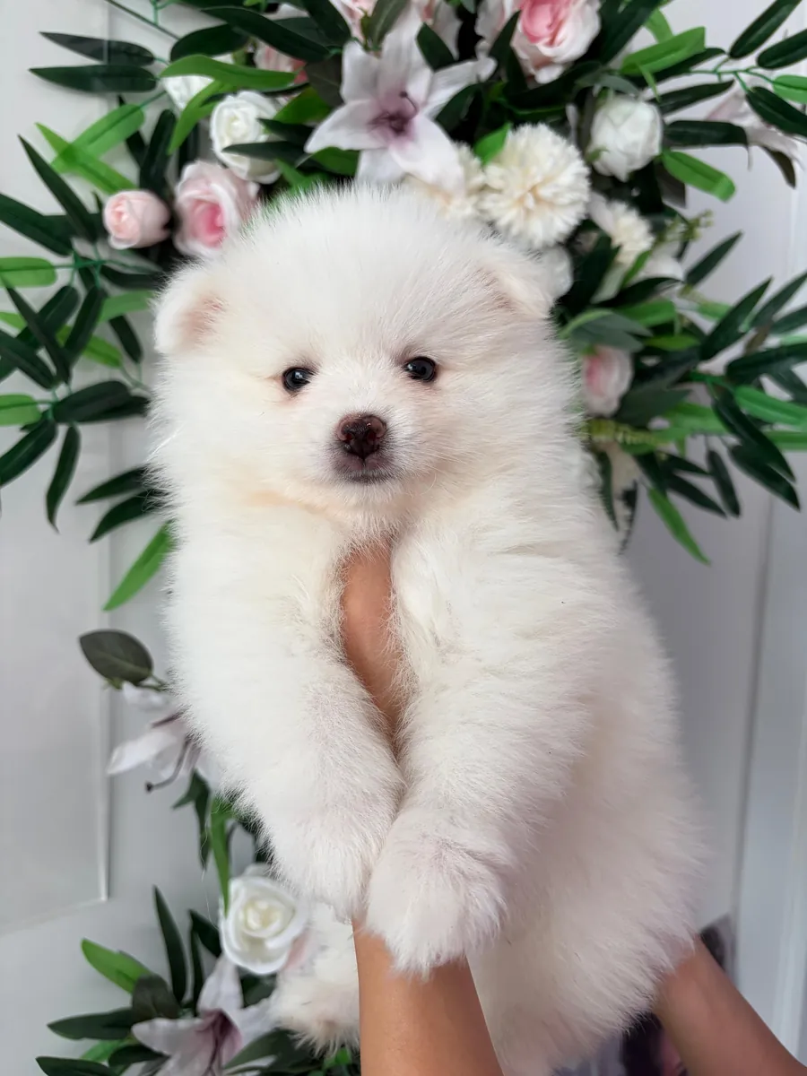 The sweetest Pomeranian puppies in the world 🐶🐾
