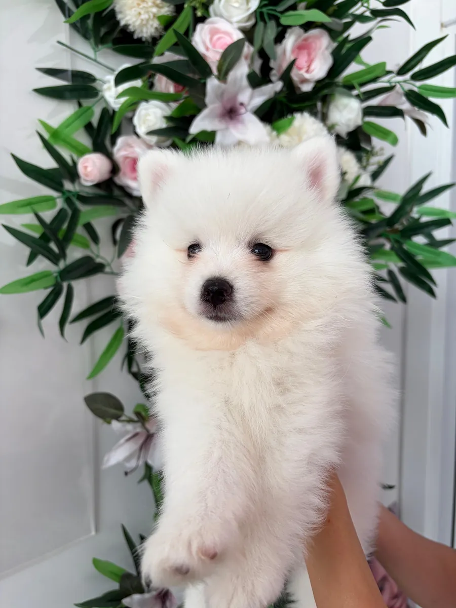 The sweetest Pomeranian puppies in the world 🐶🐾