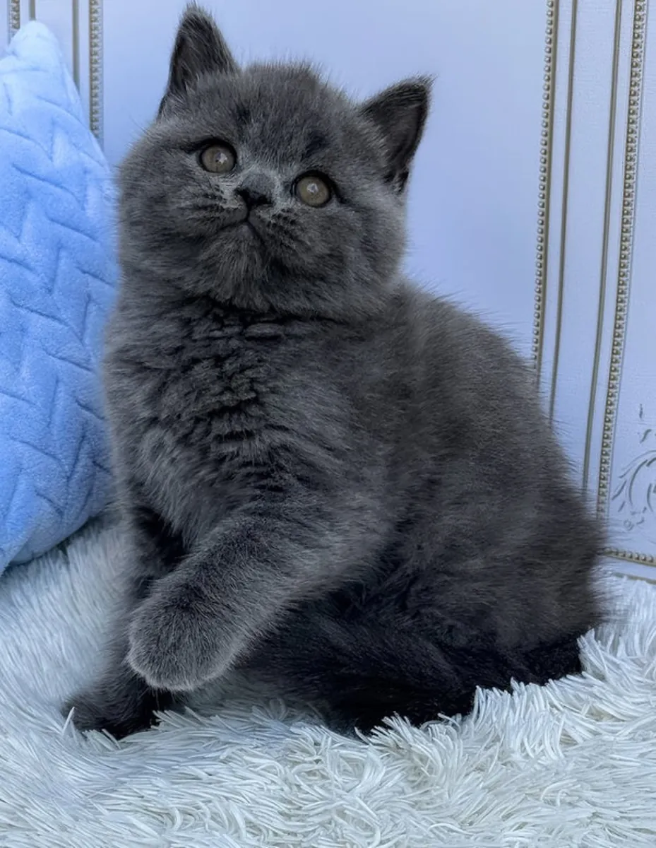 10 недель британская короткошерстная