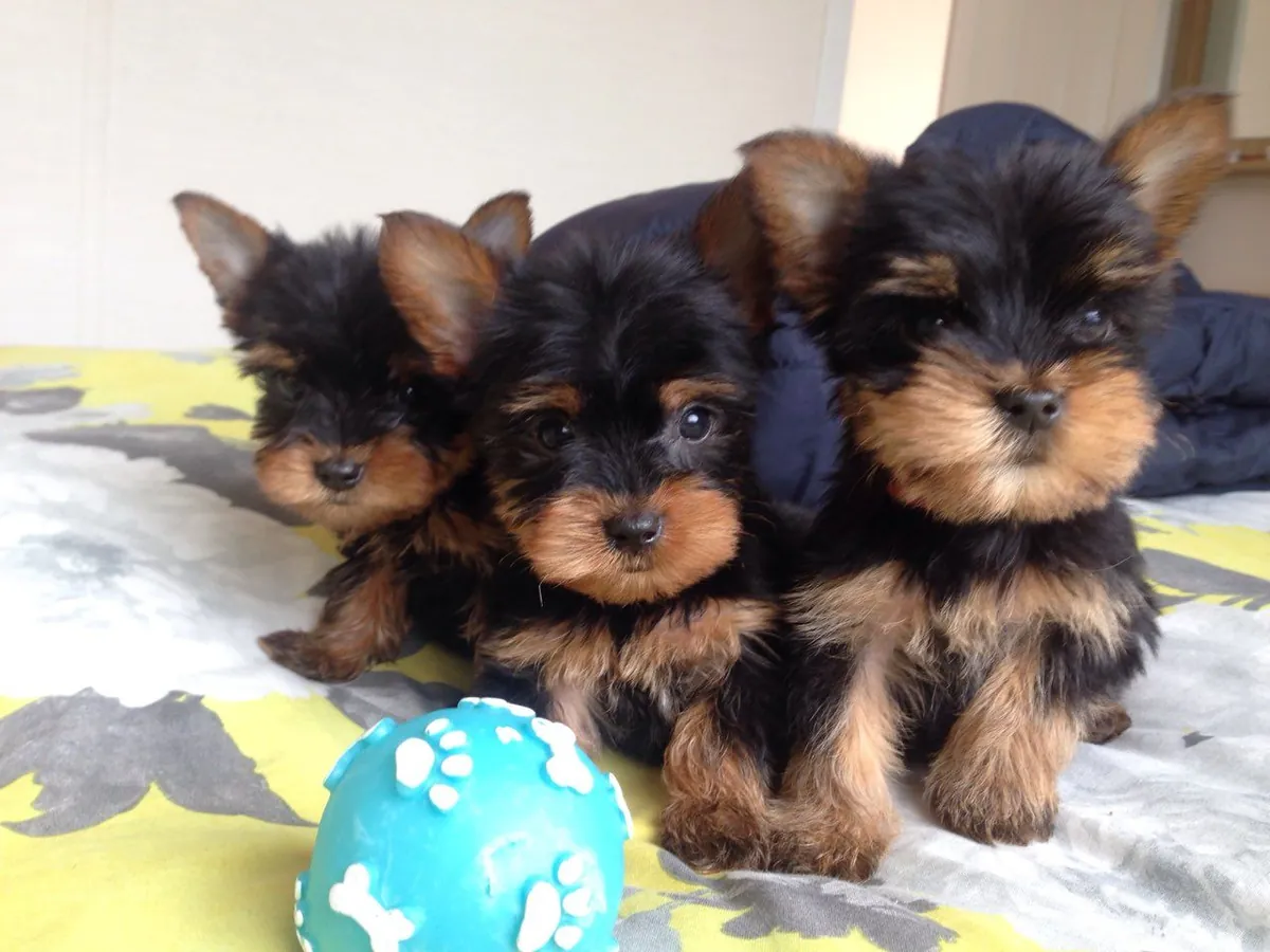 ¡CACHORRITO DE YORKIE TOY!