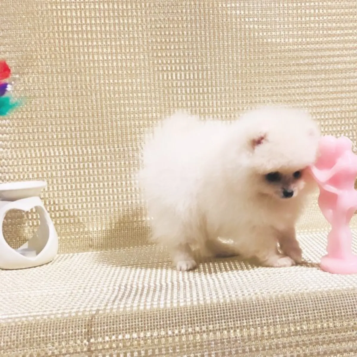 Cachorros de Pomerania
