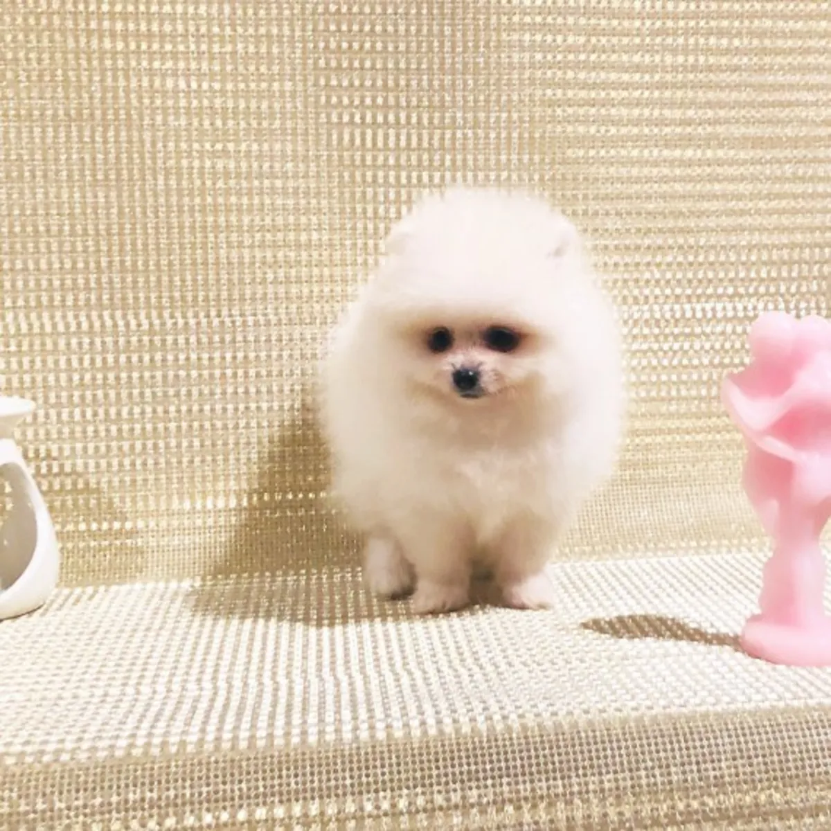 Cachorros de Pomerania