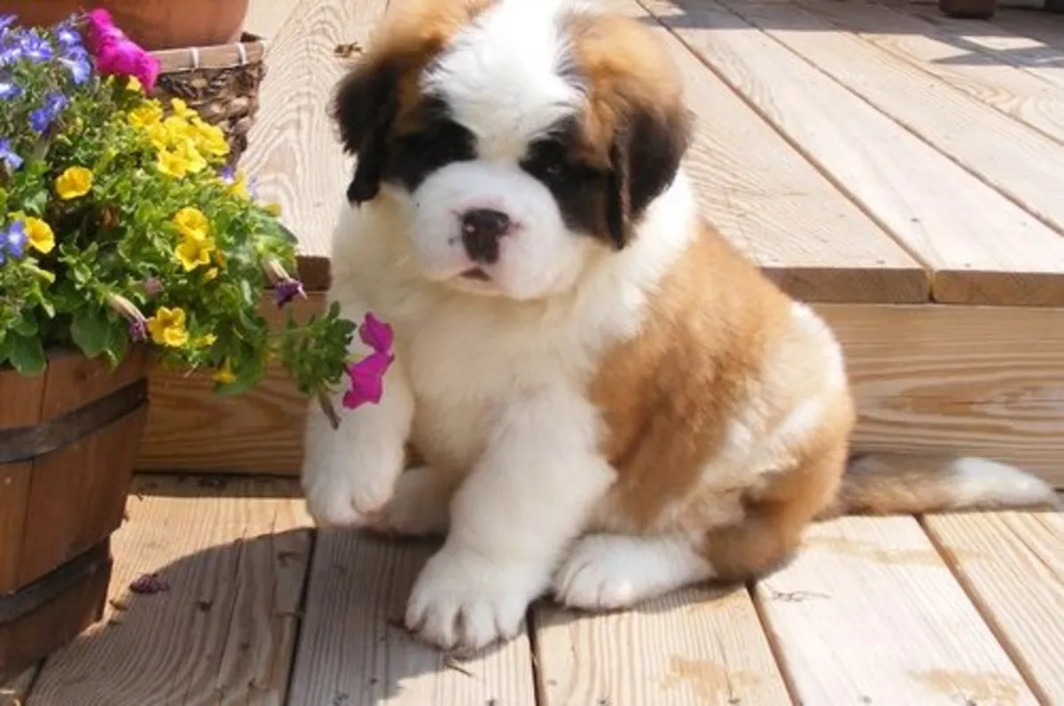 Chiots Saint Bernard.