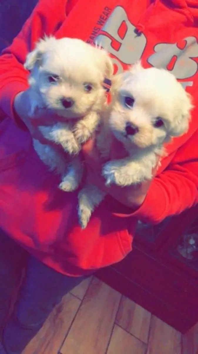 Chiots Maltais miniature