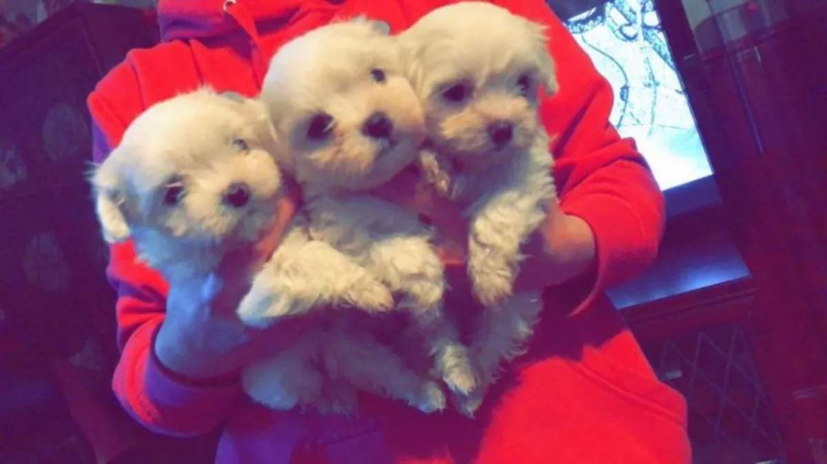 Chiots Maltais miniature