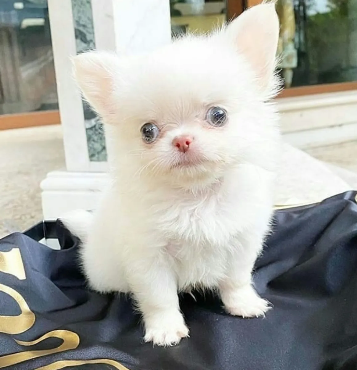 Cachorros de Chihuahua en adopción