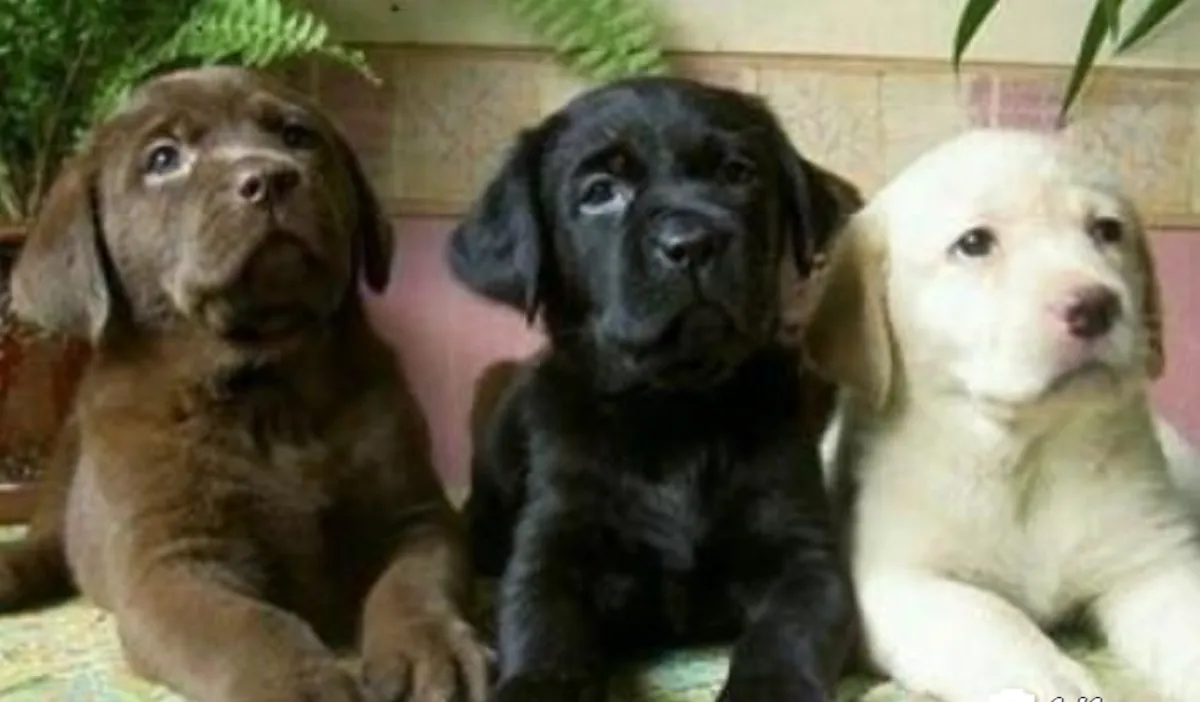 Cachorros Labrador en Adopción