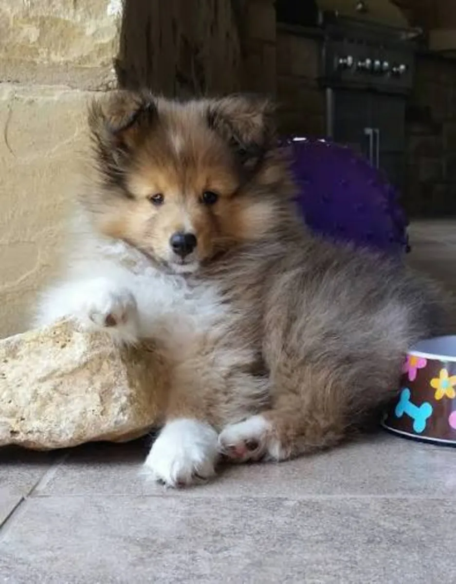 Chiots Sheltie Doux à Adopter