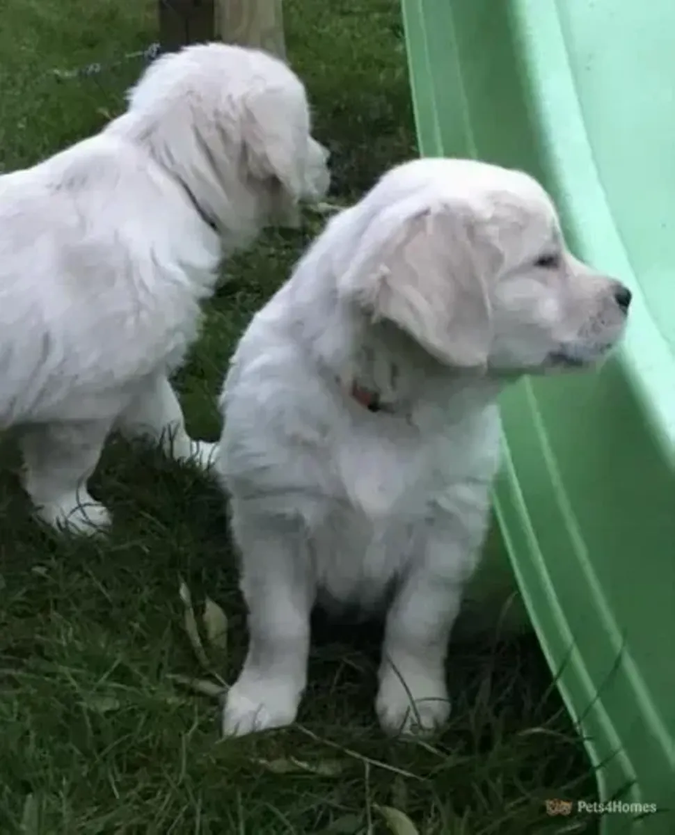 可爱的金毛猎犬幼犬待领养